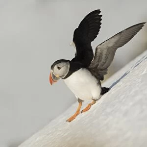 Atlantic Puffin (Fratercula arctica) adult, breeding plumage, standing on snow covered slope, Hornoi Island, Norway
