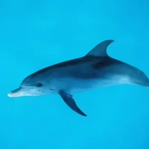 Atlantic spotted dolphin, Stenella frontalis, Atlantic Ocean, FL, Florida, USA Atlantic spotted dolphin, Stenella frontalis, Atlantic Ocean, FL, Florida, USA