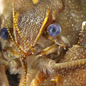 Atlantic Stream Crayfish (Austropotamobius pallipes) adult, close-up of head, underwater, Italy