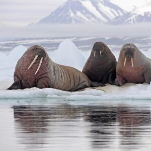 Atlantic Walrus (Odobenus rosmarus rosmarus) three adults, resting on ice floe, Svalbard, July