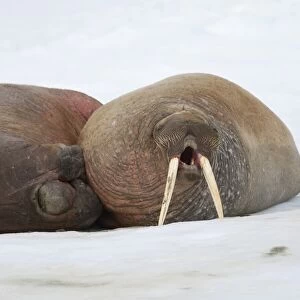 Atlantic Walrus (Odobenus rosmarus rosmarus) two adults, yawning, resting on ice floe, Spitsbergen, Svalbard, august