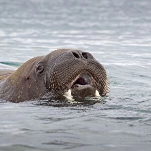 Atlantic Walrus (Odobenus rosmarus rosmarus) adult, swimming, breathing at surface of sea, Spitzbergen, Svalbard, july