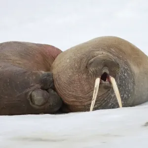 Atlantic Walrus Print: Two Adults Yawning on Ice Floe Atlantic Walrus Print: Two Adults Yawning on Ice Floe