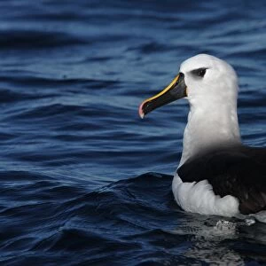 Atlantic Yellow-nosed Albatross (Thalassarche chlororhynchos) adult, swimming, off Mar de Plata, Buenos Aires
