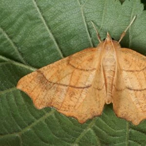 August Thorn (Ennomos quercinaria) adult, resting on leaf in ancient woodland, Gelli Hir Wood Nature Reserve