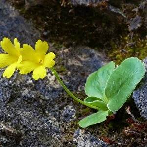 Auricula (Primula auricula) flowering, growing in crevise of limestone, Dolomites, Italian Alps, Italy, June