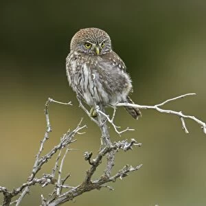 Austral Pygmy-owl (Glaucidium nana) adult, rear view of head showing false eye markings, perched on branch