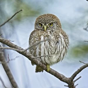 Austral Pygmy-owl (Glaucidium nana) adult, perched on branch, Torres del Paine N. P. Southern Patagonia, Chile, November