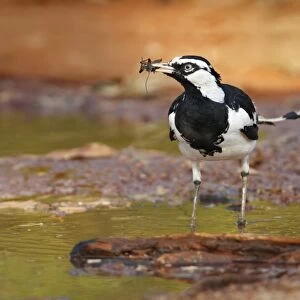 Australian Magpie-lark (Grallina cyanoleuca) adult male, feeding, with insect in beak, standing in puddle