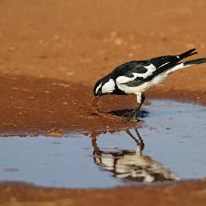 Australian Magpie-lark (Grallina cyanoleuca) adult male, collecting nesting material beside puddle, Northern Territory