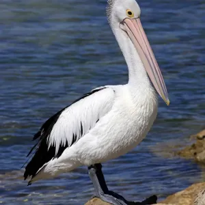 Australian Pelican Print Australian Pelican Print