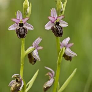 Aveyron Bee Orchid (Ophrys aveyronensis) flowering, Cernon Valley, Massif Central, France, May