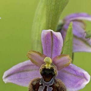 Aveyron Bee Orchid (Ophrys aveyronensis) close-up of flower, Cernon Valley, Massif Central, France, May