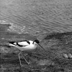 Avocet at nest with eggs on Havergate Island Suffolk -Taken by Eric Hosking 1950