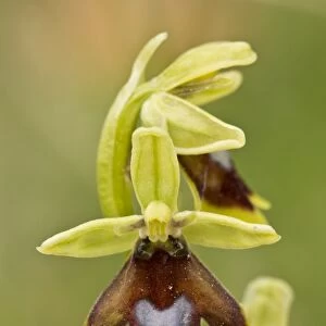 Aymonins Orchid (Ophrys aymoninii) close-up of flower, Causses, Massif Central, Cevennes, France, May