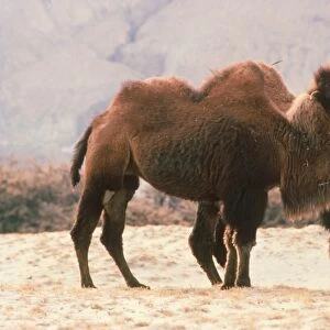 Bactrian Camel (Camelus bactrianus) two adults, winter coats, calling, Ladakh, Kashmir, India