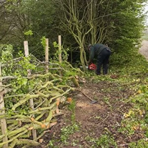 Badger Walker laying a hedge in the traditional Derbyshire style using wooden stakes