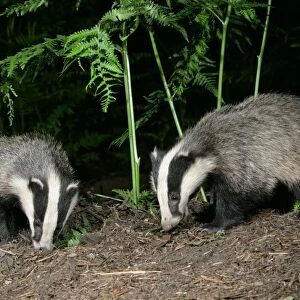 Badger in woodland, 2 facing each other, meles meles