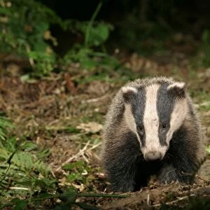 Badger in a woodland. approaching camera, front on meles meles