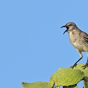 Bahama Mockingbird (Mimus gundlachii hillii) adult, singing, perched on cactus, Hellshire Hills, Jamaica, april
