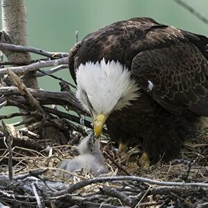 Bald Eagle (Haliaeetus leucocephalus) adult with chick, feeding at nest in tree, Yukon River, Yukon, Canada, May