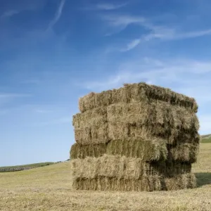 Bales of hay, stacked in flat eight system on field, Cumbria, England, July Bales of hay, stacked in flat eight system on field, Cumbria, England, July