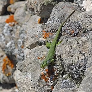 Balkan Green Lizard (Lacerta trilineata) adult, basking on rocks, Lesvos, Greece, april