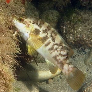 Ballan Wrasse (Labrus bergylta) adult, foraging, Swanage Pier, Swanage Bay, Isle of Purbeck, Dorset, England, August