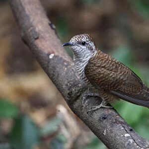 Banded Bay Cuckoo (Cacomantis sonneratii) adult, perched on branch, Kaeng Krachan N. P. Thailand, february