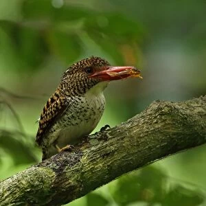 Banded Kingfisher (Lacedo pulchella amabilis) adult female, with treefrog prey in beak, perched on branch