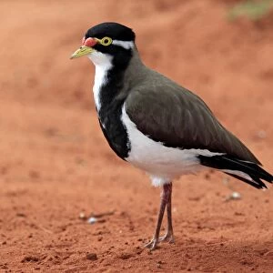 Banded Lapwing (Vanellus tricolor) adult, standing on bare ground, Outback, Northern Territory, Australia