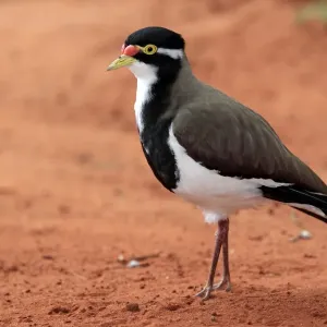 Banded Lapwing (Vanellus tricolor) adult, standing on bare ground, Outback, Northern Territory, Australia Banded Lapwing (Vanellus tricolor) adult, standing on bare ground, Outback, Northern Territory, Australia