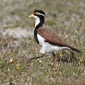 Banded Lapwing (Vanellus tricolor) adult female, approaching nestsite on sandy cricket pitch, Western Australia