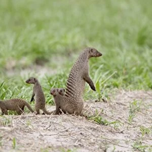 Banded Mongoose (Mungos mungo) adult with young, standing alert on lookout, Savute, Chobe N. P. Botswana