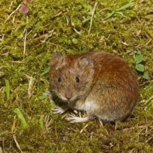 Bank Vole (Myodes glareolus) adult female, standing on moss, Norfolk, England, July (controlled)