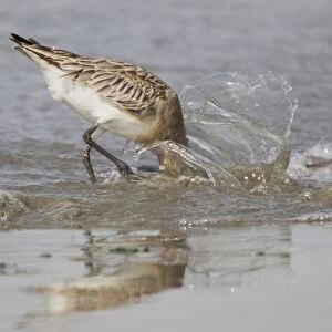 Bar-tailed Godwit (Limosa lapponica) adult, non-breeding plumage, feeding in shallow water on tideline at coast