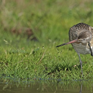 Bar-tailed Godwit (Limosa lapponica) juvenile, scratching head, standing in damp field