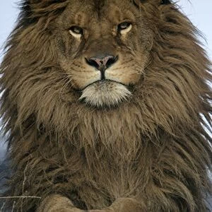 Barbary Lion (Panthera leo leo) adult male, close-up of head