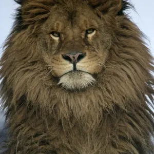 Barbary Lion Print - Close-up of Adult Male's Head Barbary Lion Print - Close-up of Adult Male's Head