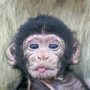 Barbary Macaque (Macaca sylvanus) newborn baby, sticking tongue out, Gibraltar