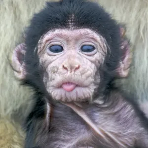 Barbary Macaque (Macaca sylvanus) newborn baby, sticking tongue out, Gibraltar Barbary Macaque (Macaca sylvanus) newborn baby, sticking tongue out, Gibraltar