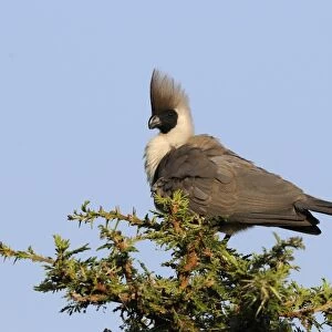 Bare-faced Go-away-bird (Corythaixoides personatus) adult, perched on acacia tree, Masai Mara, Kenya