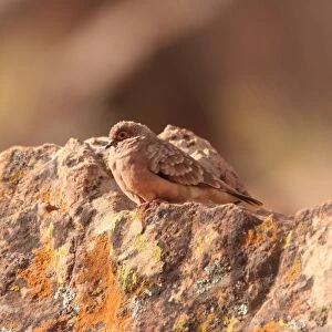 Bare-faced Ground-dove (Metriopelia ceciliae) adult, perched on rock, La Quiaca, Jujuy, Argentina, july