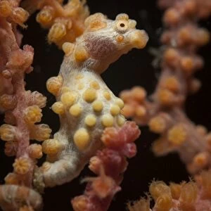 Bargibantis Pygmy Seahorse (Hippocampus bargibanti) adult, camouflaged on seafan, Lembeh Straits, Sulawesi