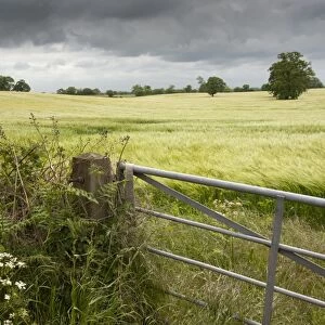 Barley (Hordeum vulgare) crop, in ripening ear, looking over gate into field under cloudy sky, near Tarporley