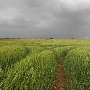Barley (Hordeum vulgare) crop, ripening field and stormclouds, Hemswell, Lincolnshire, England, june