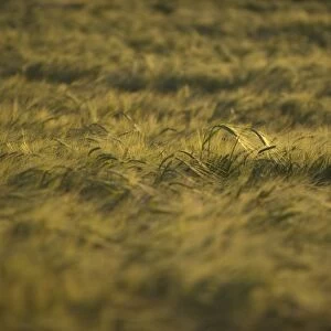 Barley (Hordeum vulgare) crop, ripening in field at evening, Sweden, july