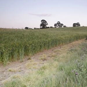 Barley (Hordeum vulgare) crop, ripening field at dusk, with grasses and thistles growing in field margin