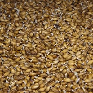 Barley (Hordeum vulgare) hydroponic growing system crop, solution of water and nutrients flowing over seeds
