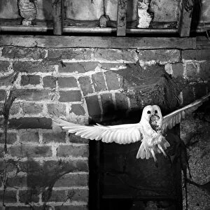 Barn Owl flying into a Suffolk Barn, taken using a high speed flash system with a flash duration of 1/10, 000th